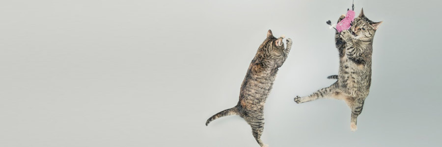 天秤座感情分析